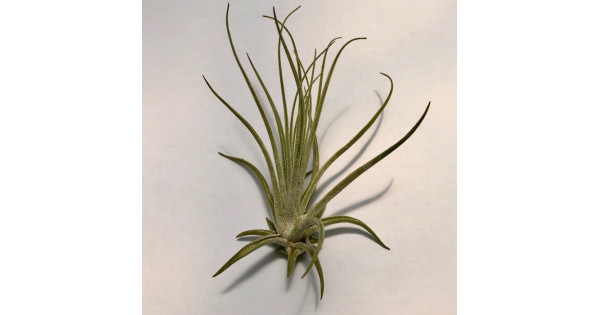 Tillandsia oaxacana
